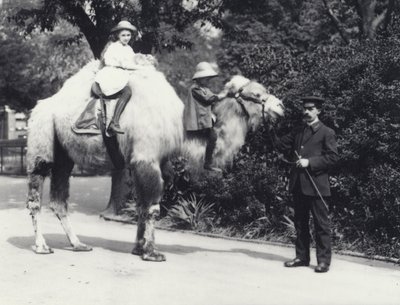 Een Arabische Kameel met verzorger bereden door twee kinderen, een meisje op zijn bult en een jonger kind op zijn nek, London Zoo, mei 1914 door Frederick William Bond